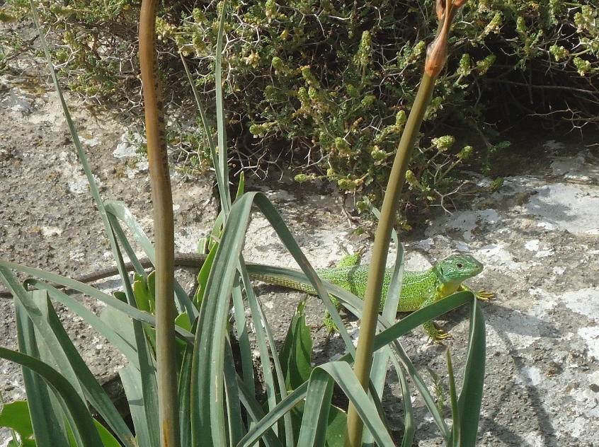 Lacerta trilineata a Creta - 4 aprile 2016